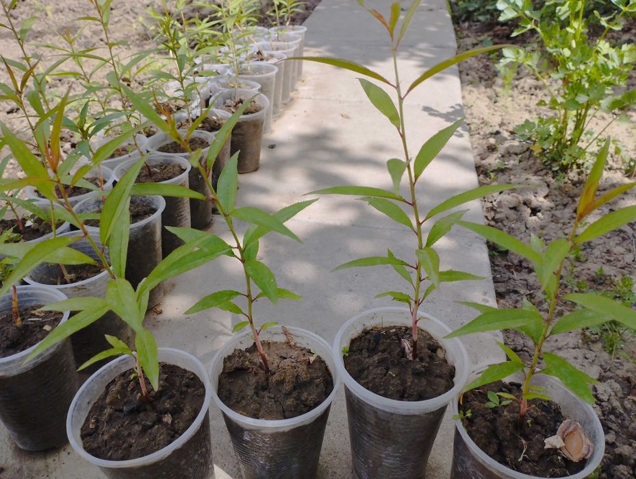 Саженцы персика этого года. Чёрная смородина. Хвойные...