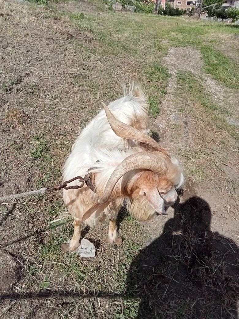 Cabrito bom racar