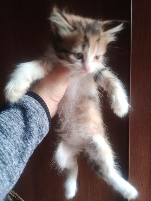 Одам котят в добрые руки