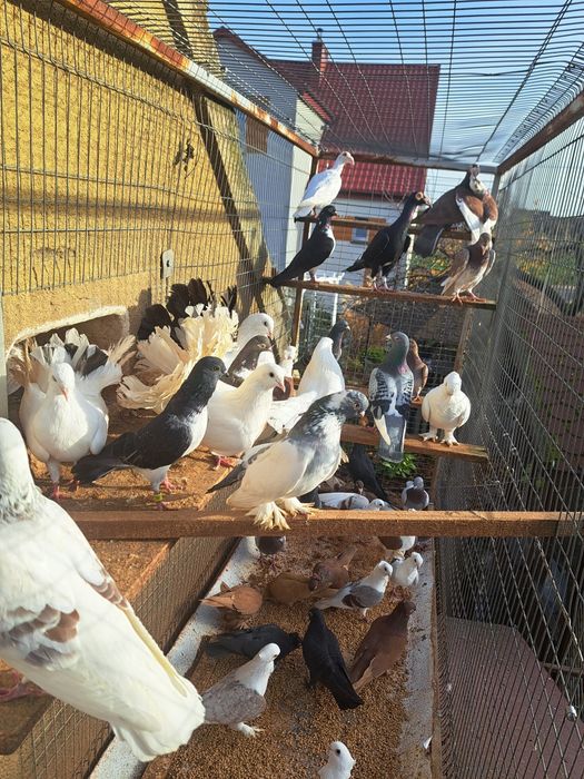 Gołębie gołąb ptaki ozdobne likwidacja hodowli