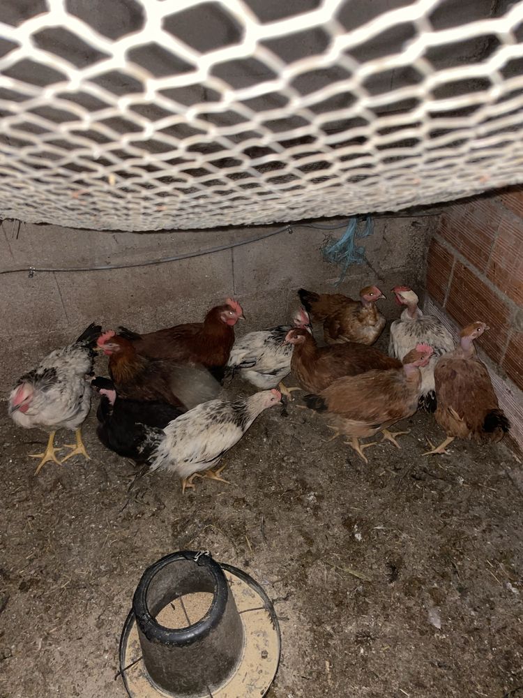Vendo frangos caseiros