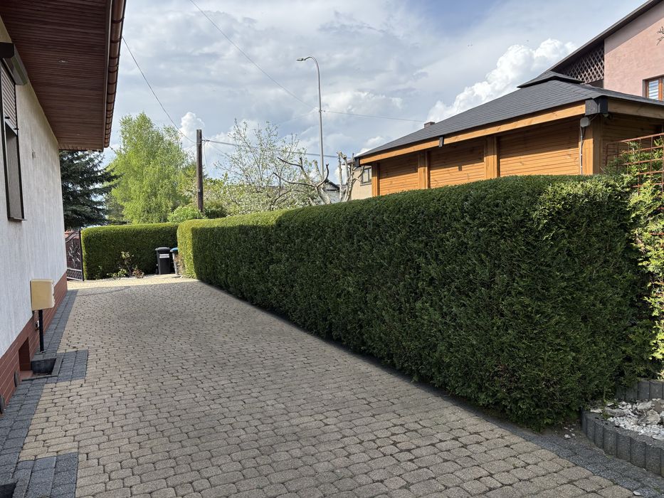 Przycinanie żywopłotów, tuj, krzewów