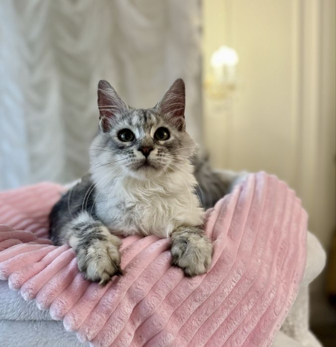 Мейн Кун серебристая девочка