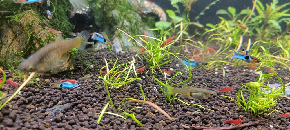 Guppies endler puros
