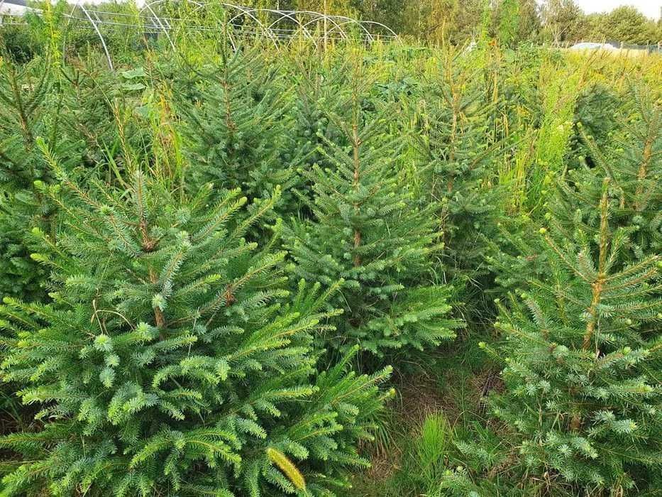 Świerk serbski, Picea OMORICA wys. 150 cm Zamiast Tuji na żywopłot