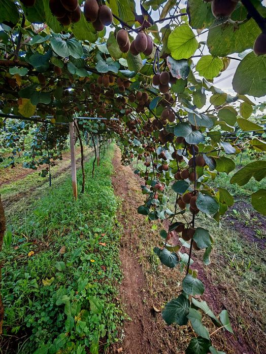 Kiwis Amarelos – Produção Familiar | Calibre Pequeno, Polpa Dourada