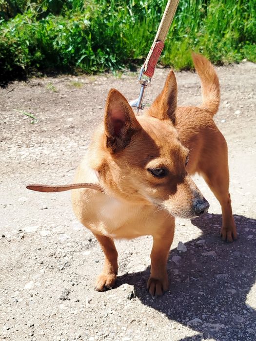 Rafael - cão mini para adoção