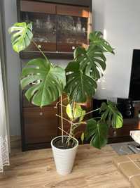 Monstera w donicy wysokosc 150 cm cena 120 zl