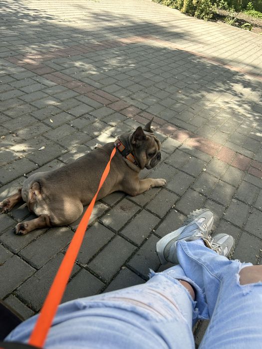 Кобель  Французского бульдога вязка