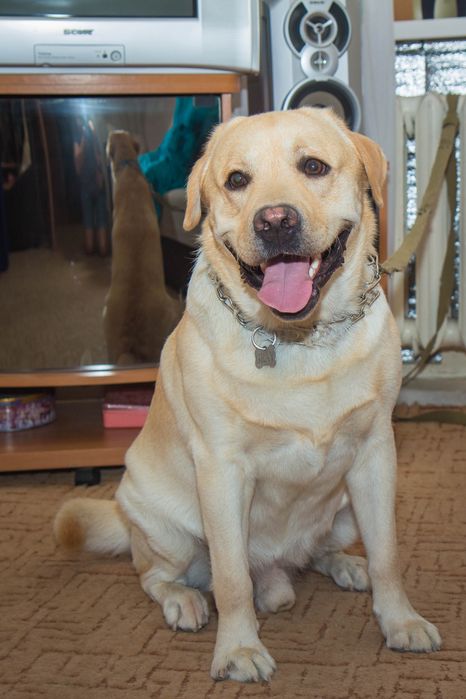 Вязка лабрадора. Кобель