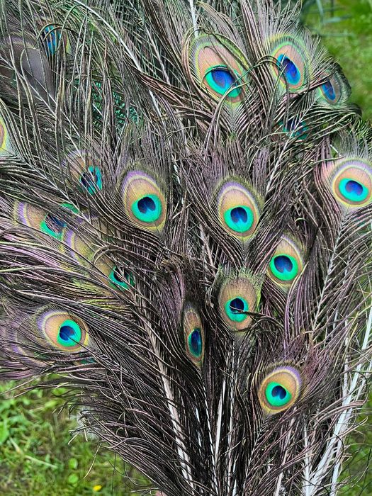 Pióra pawie różne długości. Całóść