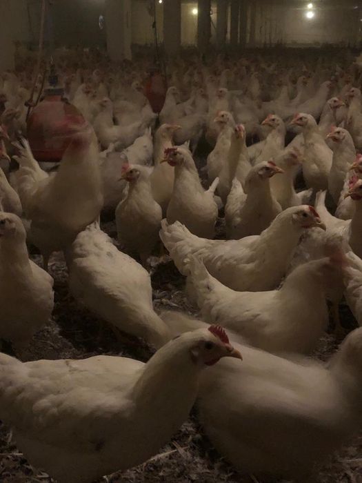 Lohmann Sandy 20 tygodni. [Nie Sonia] Wysyłka!