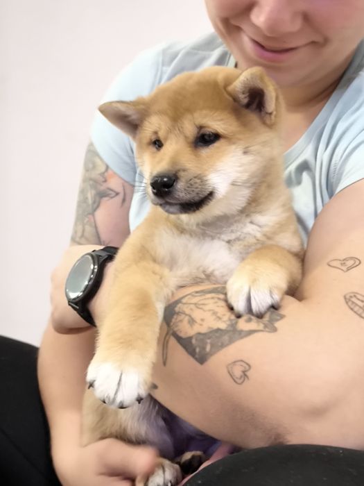 Shiba śliczna suczka ZKwP/FCI