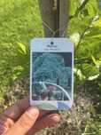 Drzewo owocowe morwa Morus Alba Pendula