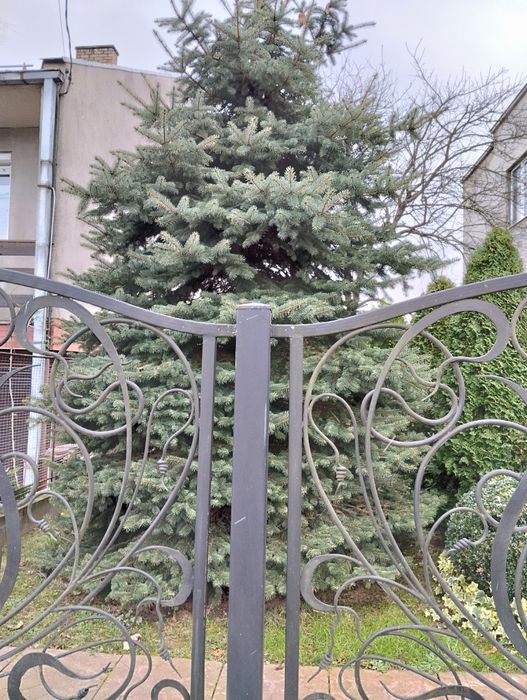 Продам ялинку живу Picea pungens