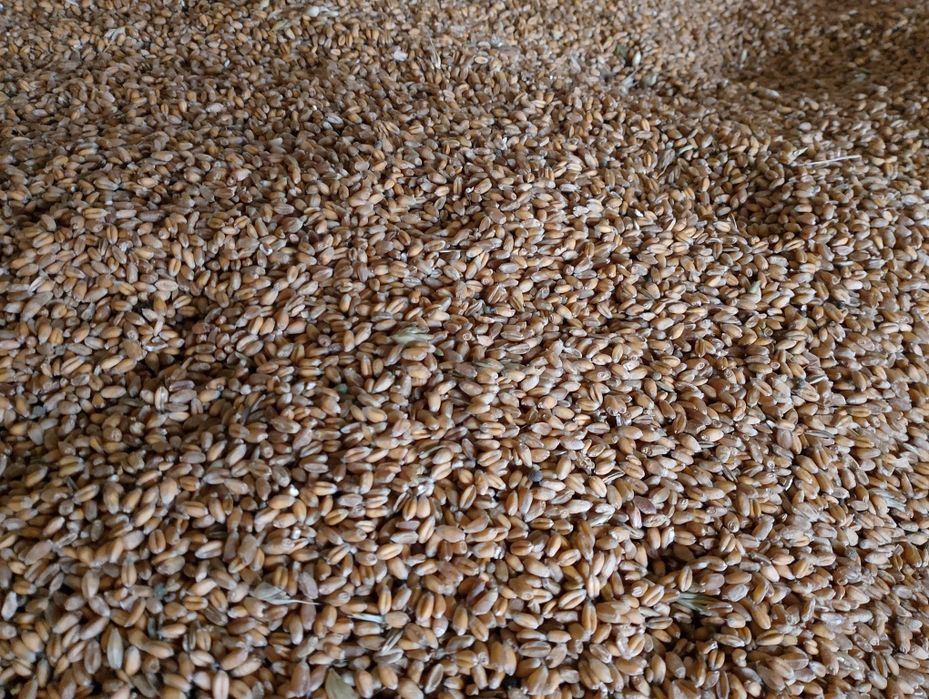 Sprzedam jęczmień i pszenicę, pomogę w transporcie.