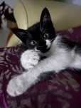 Gatinho para adoção -  Tremeliques procura uma familia