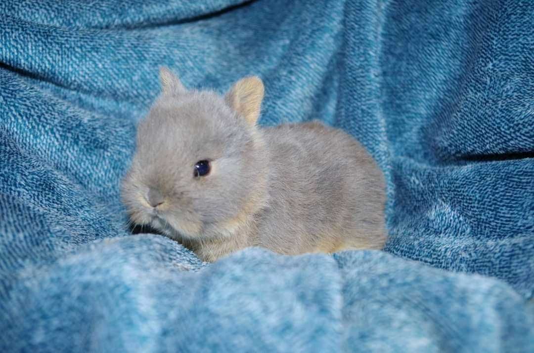 Coelhos anões mini hôlandes e mini toy desparasitados e vacinados