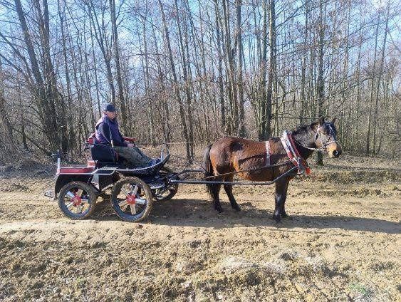 Koń huculski, hucuł, wałach, konie huculskie, hucuły