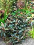 Plantas Aquario Pack