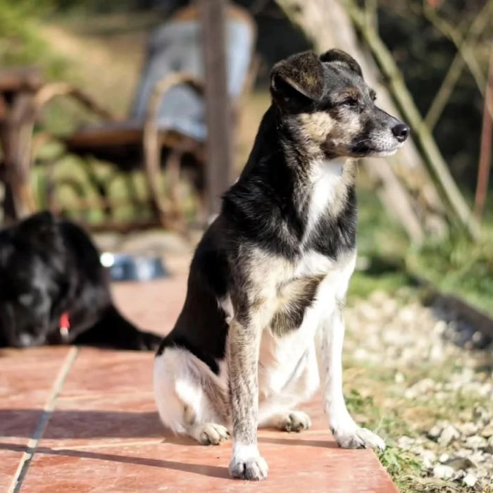 Wanda poleca się do adopcji