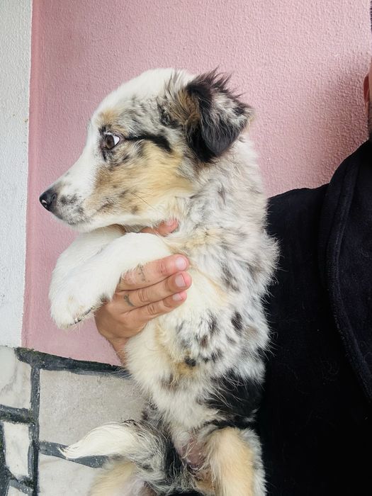 Excelente Menina border collie 3 meses merle