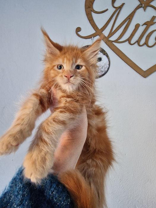 Maine Coon kocięta kotka do hodowli