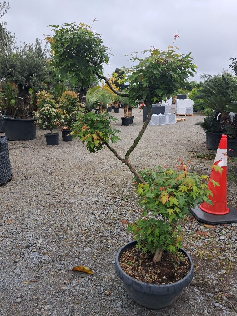 Klon palmowy formowany bonsai/ 150 cm