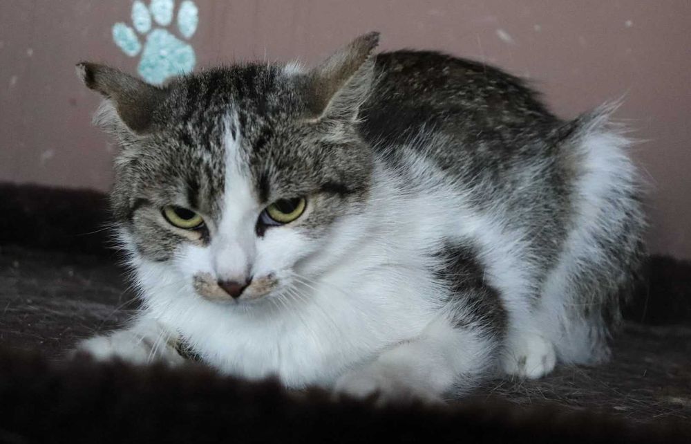 Cayenne – subtelna kotka, która potrzebuje miłości