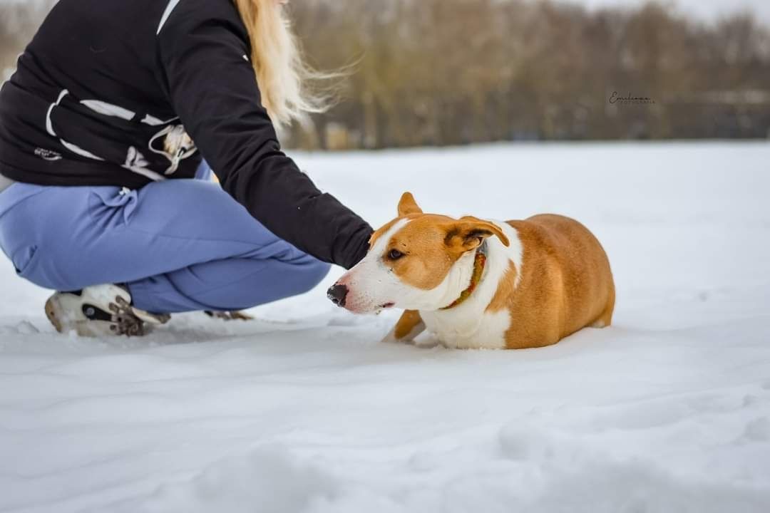 Podrośnięty szczeniak w typie rasy szuka odpowiedzialnego domu!