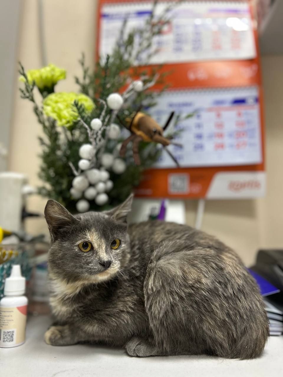 Кошеня, дівчинка 7місяців