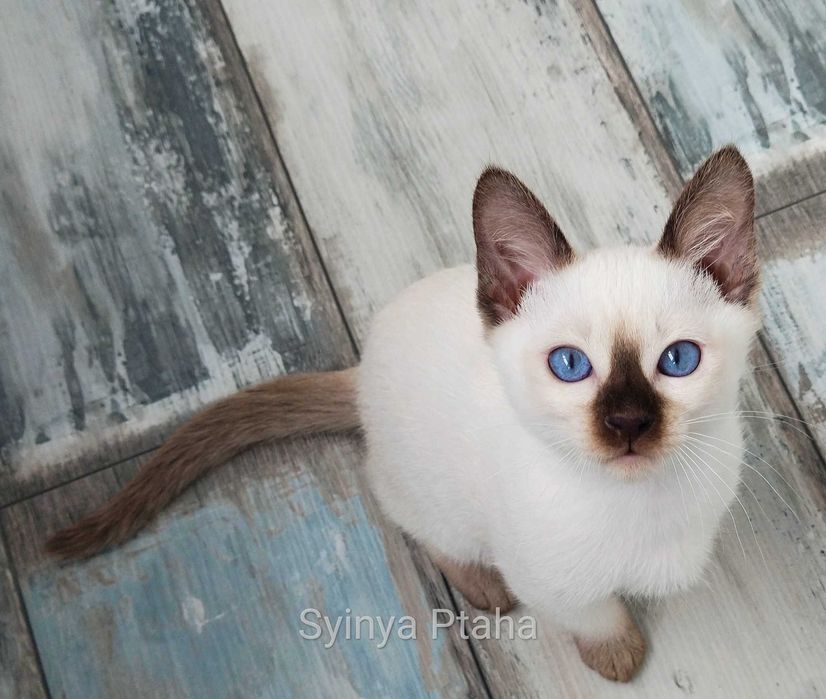Тайский котёнок, синеглазое чудо