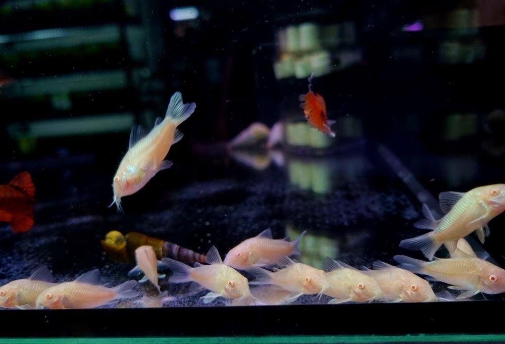 Kirysek spiżowy albino