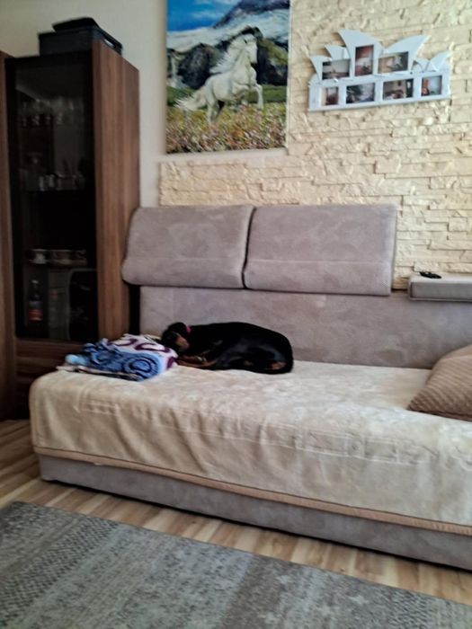 Odam suczkę w dobre ręce