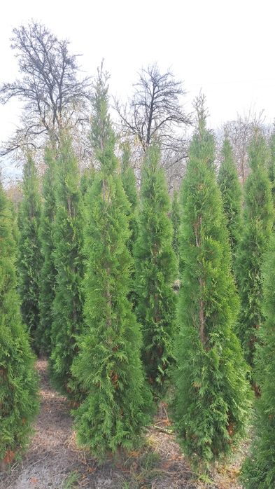 Туя Смарагд Західний