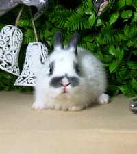 Карликовый мини кролик,міні кроленята,крольчата,кролики,декоративный