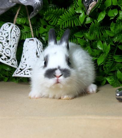 Карликовый мини кролик,міні кроленята,крольчата,кролики,декоративный