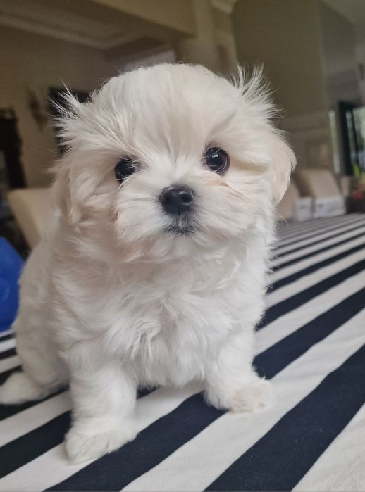 Maltanczyki Maltanczyk Zkwp Fci