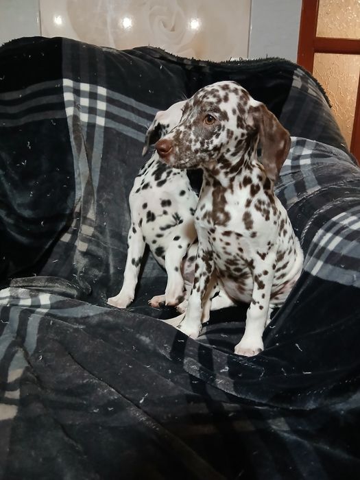 Продаються дві дівчинки,чистокровні далматини