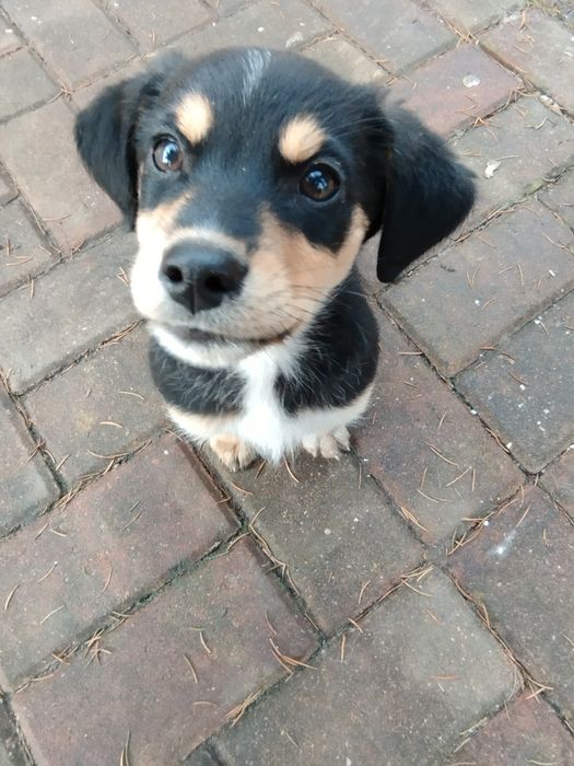 Oddam pieski w dobre ręce