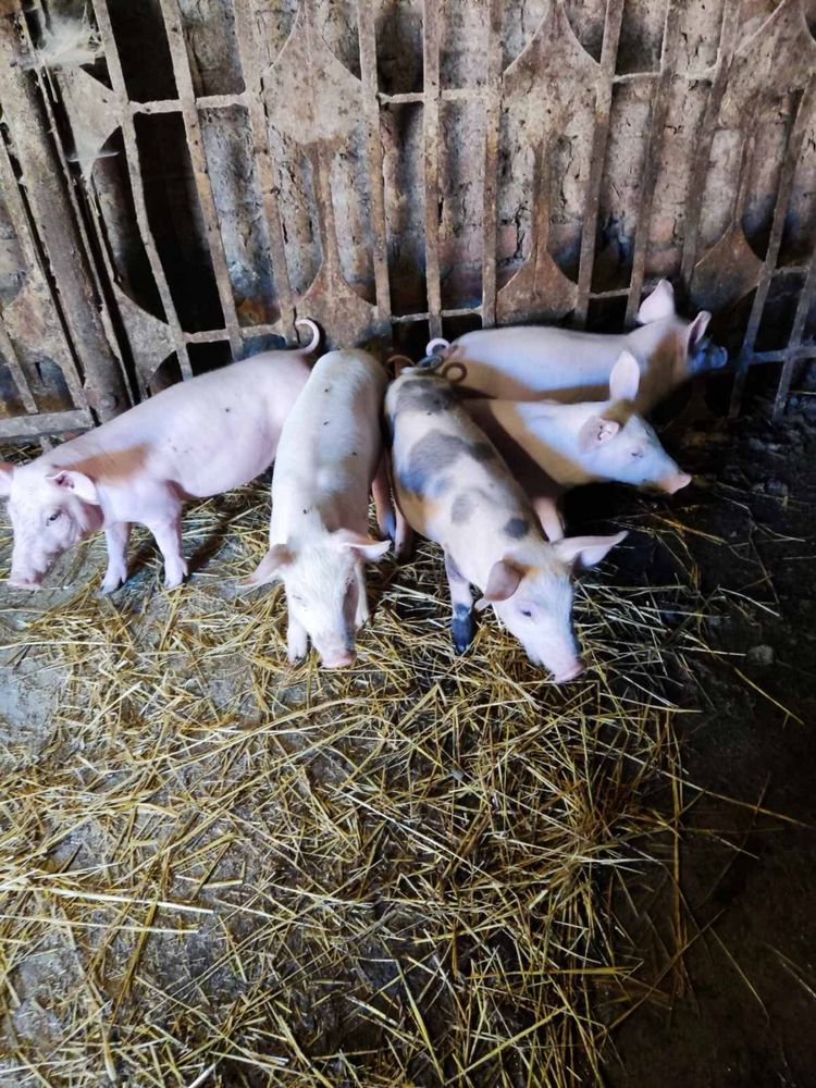 Продам маленьких поросят