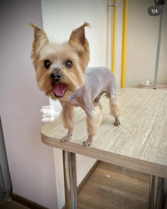 Стрижка собак Софиевская Борщаговка