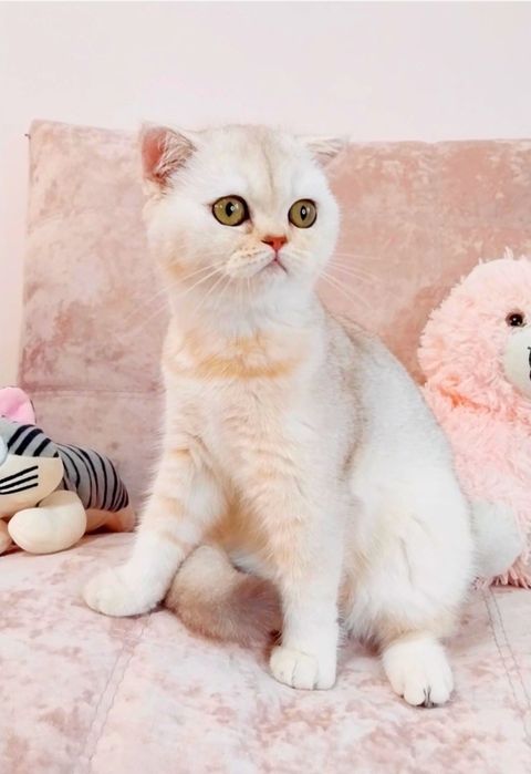 Лялькова дівчинка красунечка срібляста шиншилка