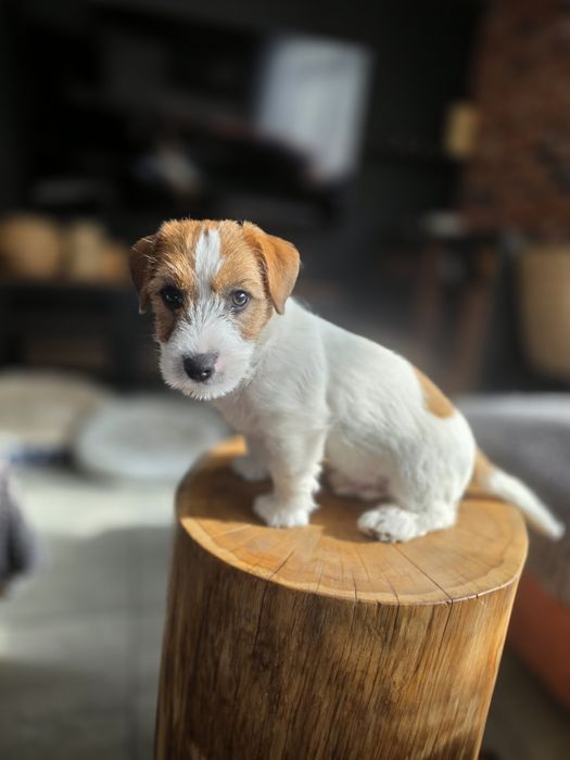 Jack Russell Terrier FCI ZKwP