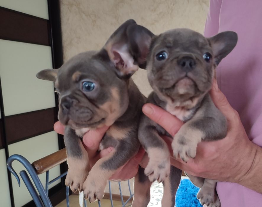 Бомбезные щенки два месяца