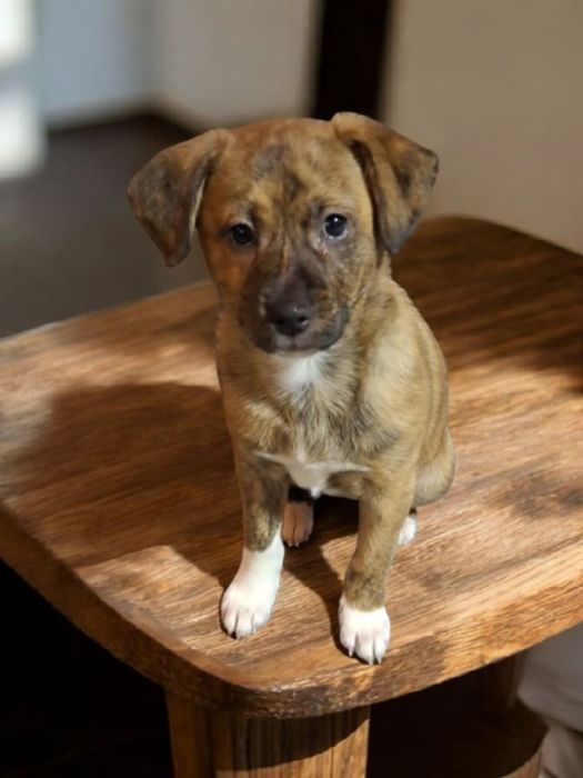 Suczka 9 tygodniowa do adopcji