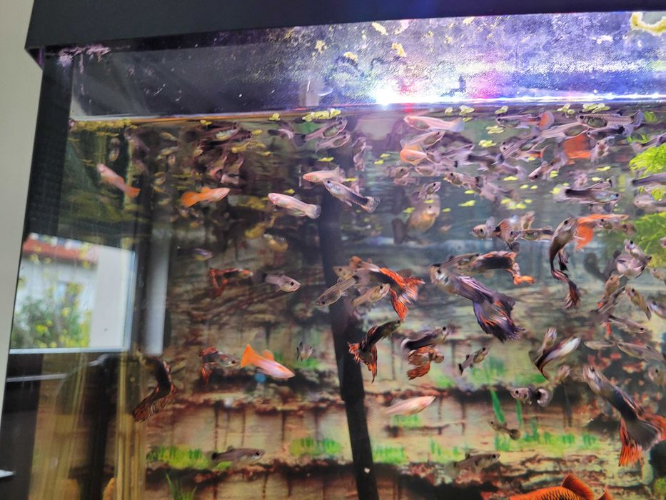 Gupiki z domowej hodowli