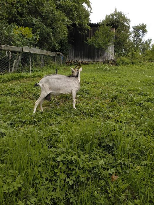 Продам добру козу