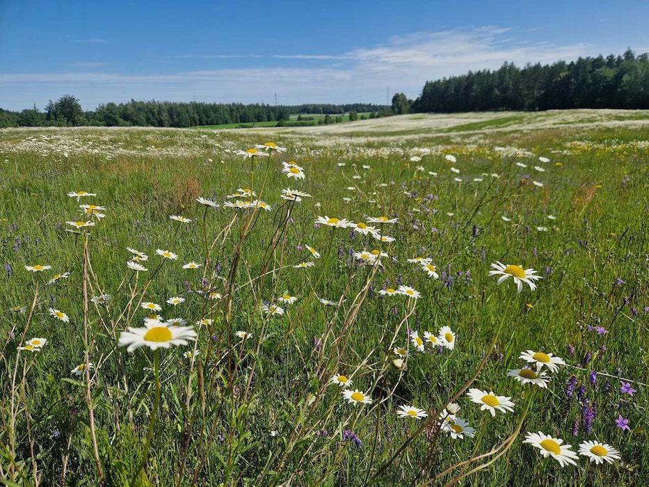 Działka budowlana Kozia Góra