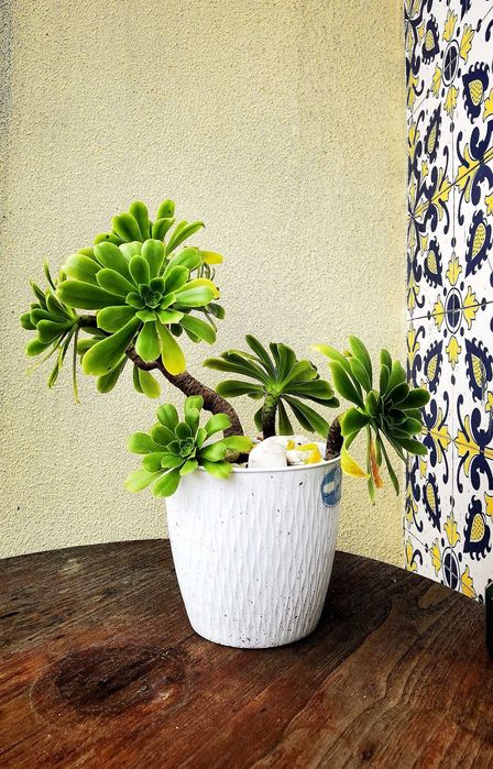 Vasos de plantas com vaso antigo